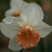 20070415_hitachikaihinkoen_009
